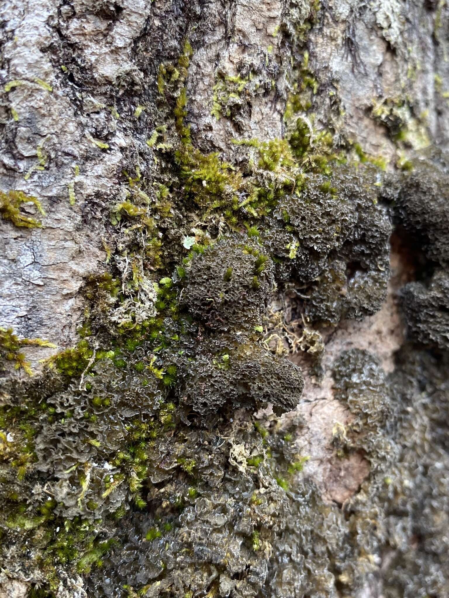 Image of skin lichen