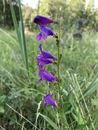 Image of New Mexico beardtongue