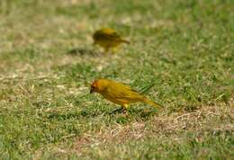 Image of Saffron Finch