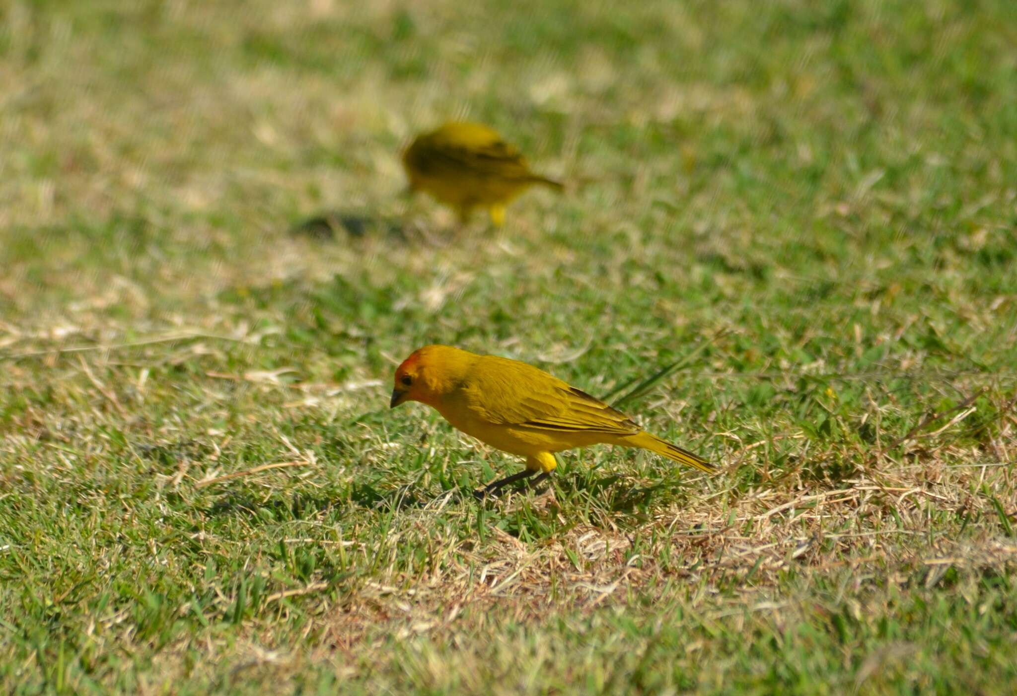 Image of Saffron Finch