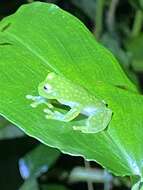 Image of Plantation Glass Frog