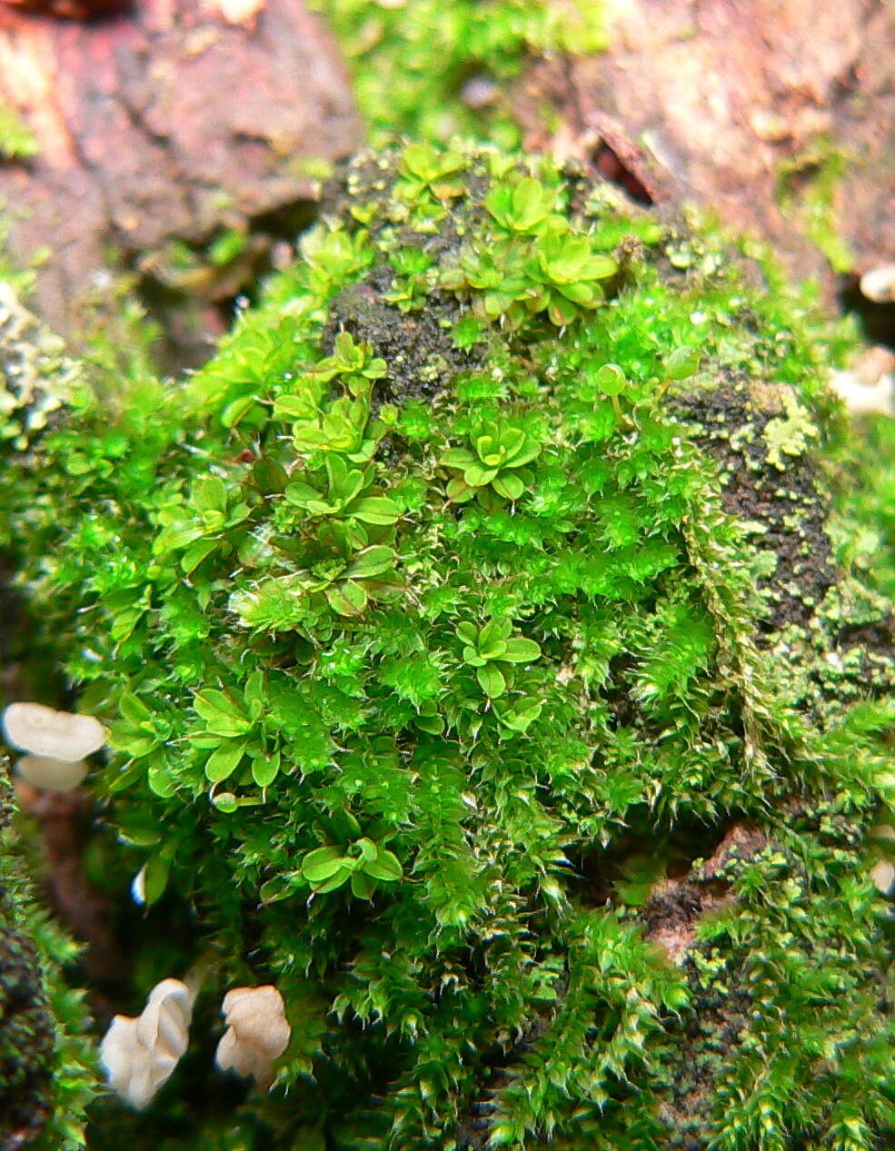 Image of small hairy screw-moss