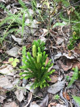 Image of Dendrolycopodium juniperoideum (Sw.) A. Haines