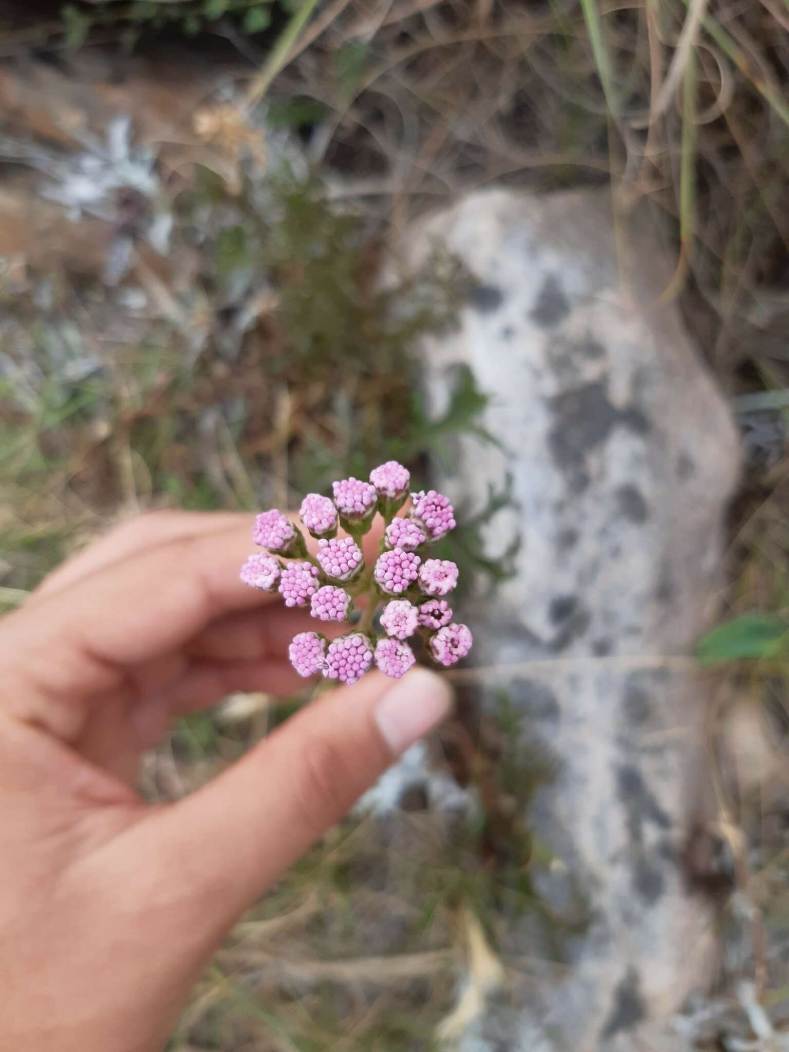 Gyptis tanacetifolia (Gillies ex Hook. & Arn.) D. J. N. Hind & Flann的圖片