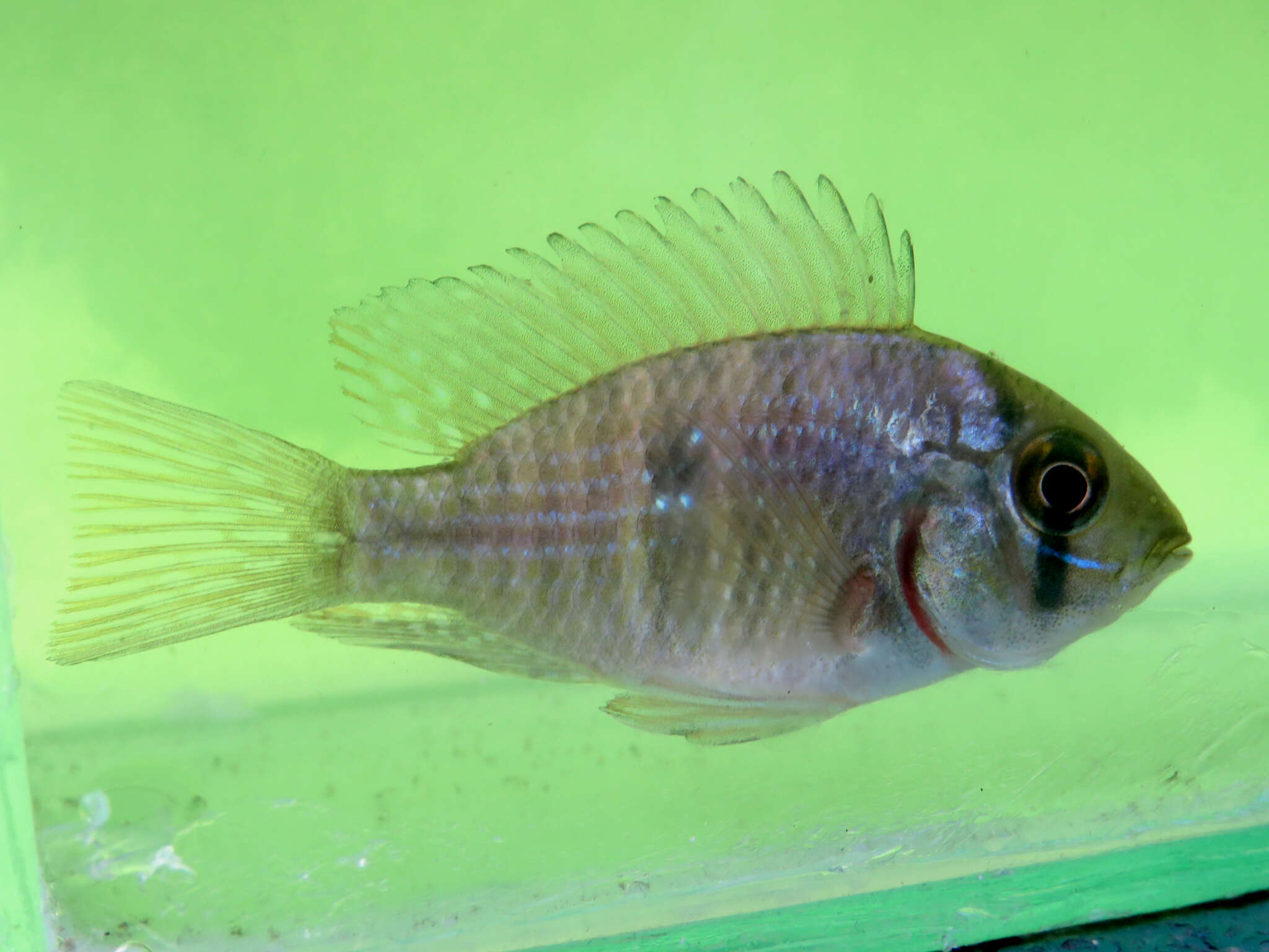 Image de Gymnogeophagus meridionalis Reis & Malabarba 1988