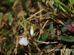 Image of Viola shinchikuensis Yamam.