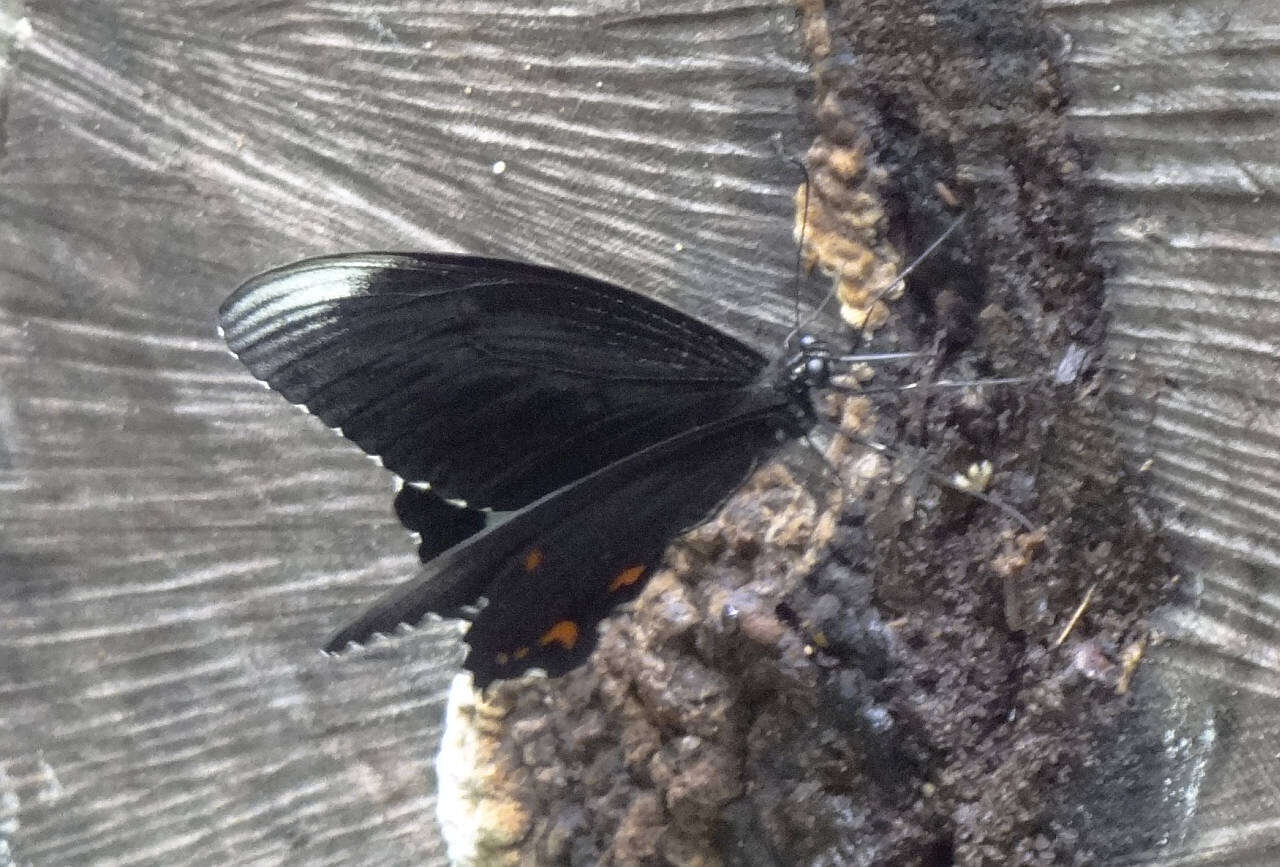 صورة Papilio ambrax Boisduval 1832