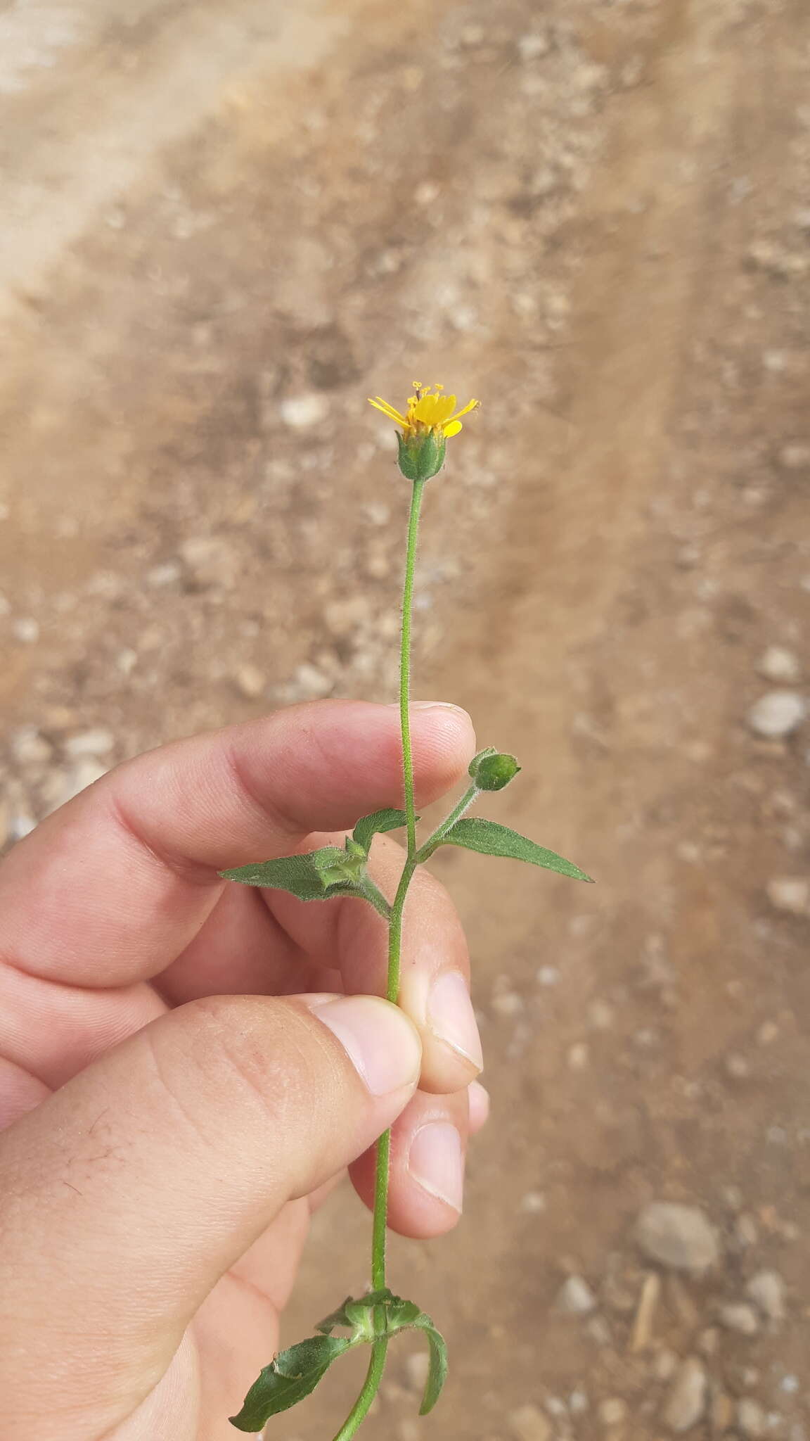 Image of Tridax dubia Rose