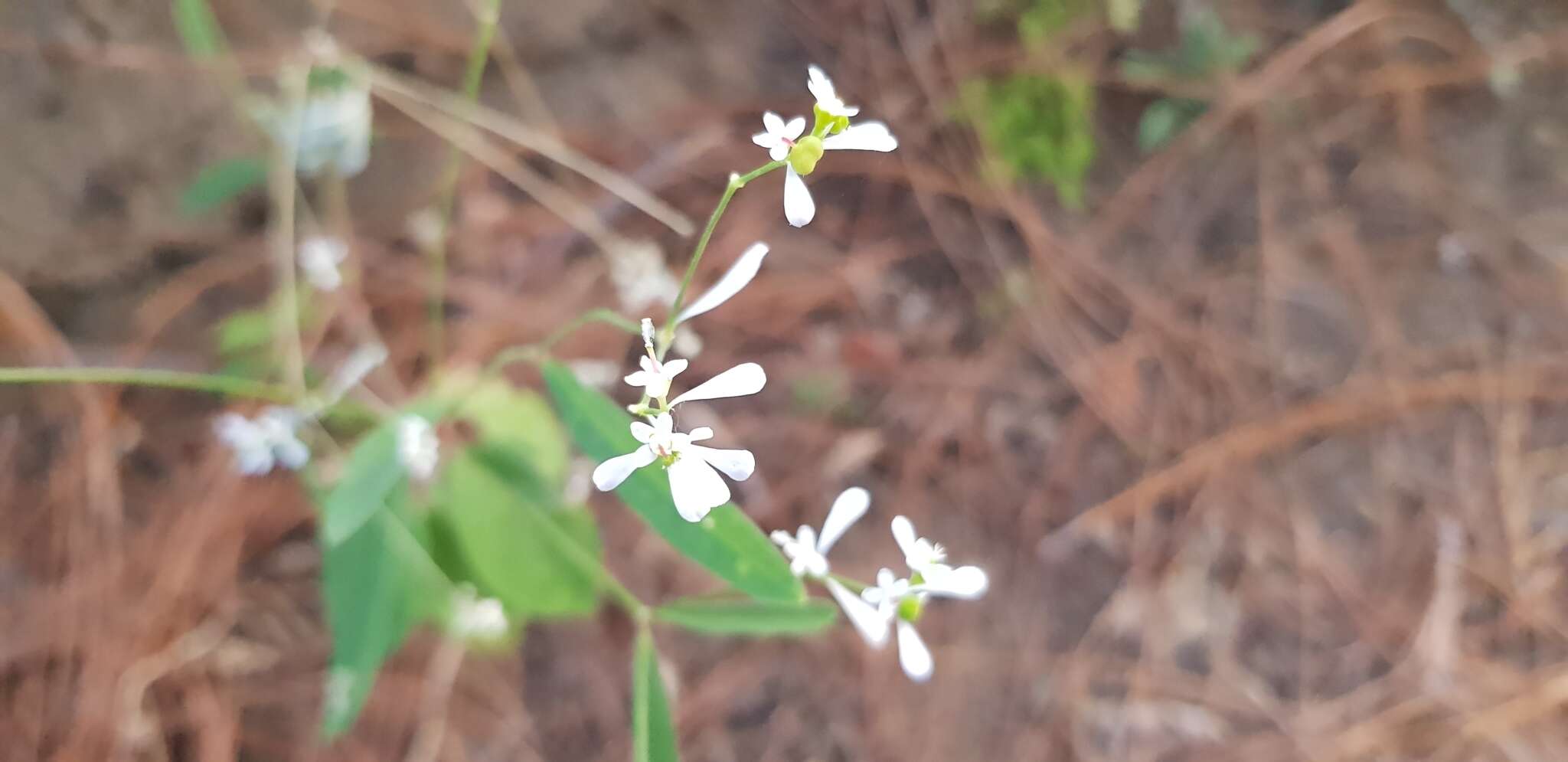 Image of Euphorbia ariensis Kunth