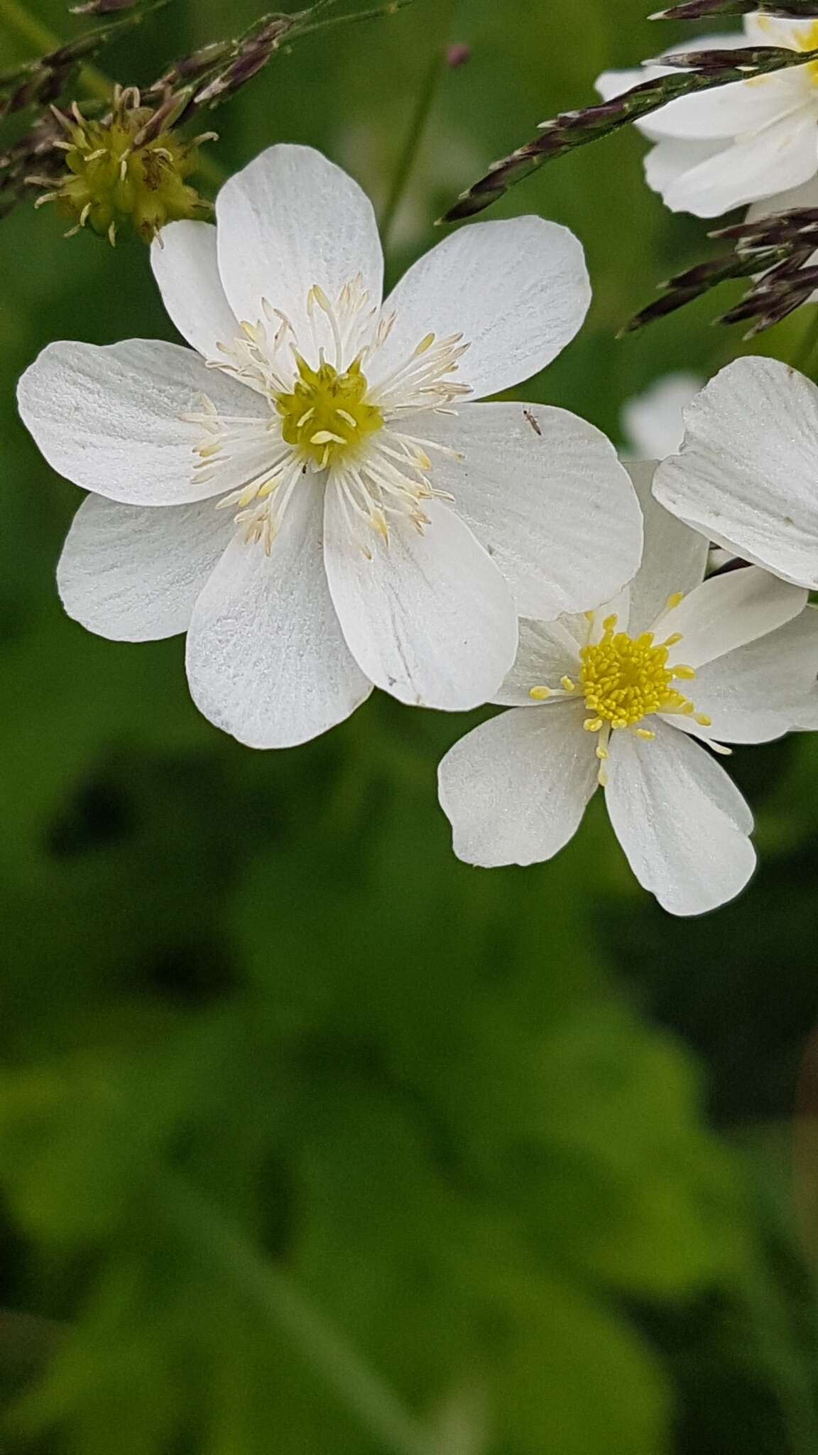 Plancia ëd Ranunculus platanifolius L.