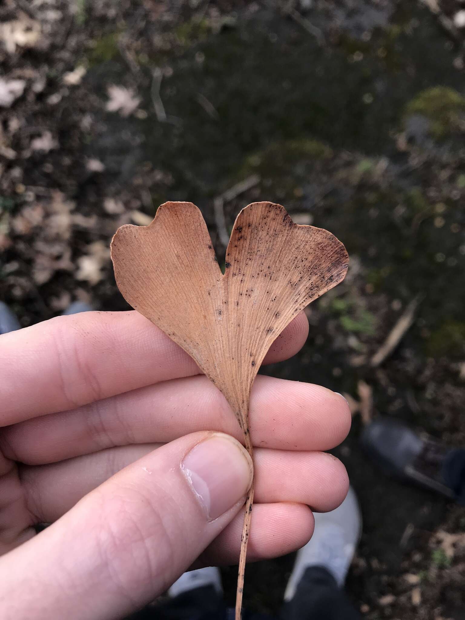 Image of Bartheletiaceae