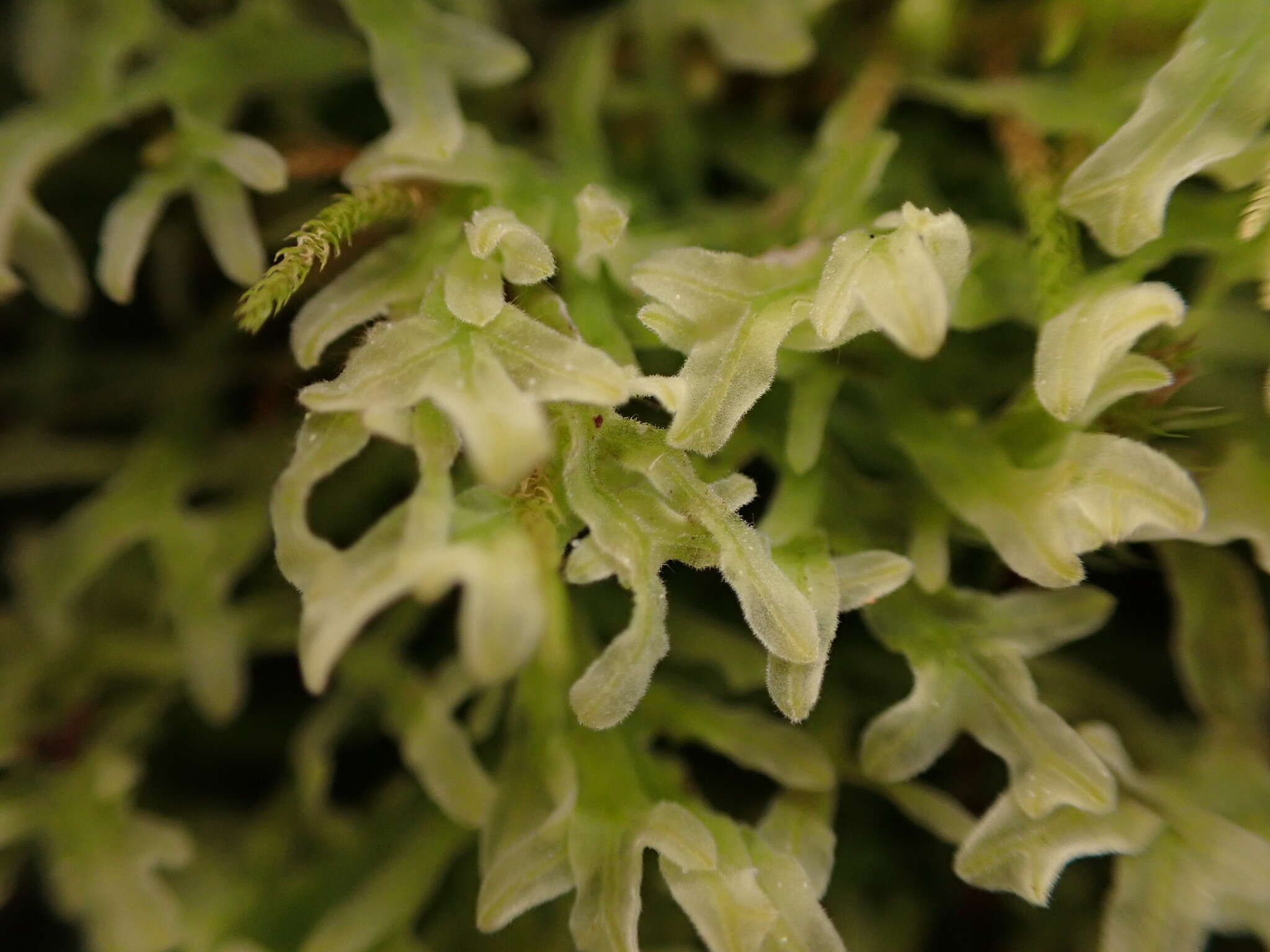 Image of Downy Veilwort