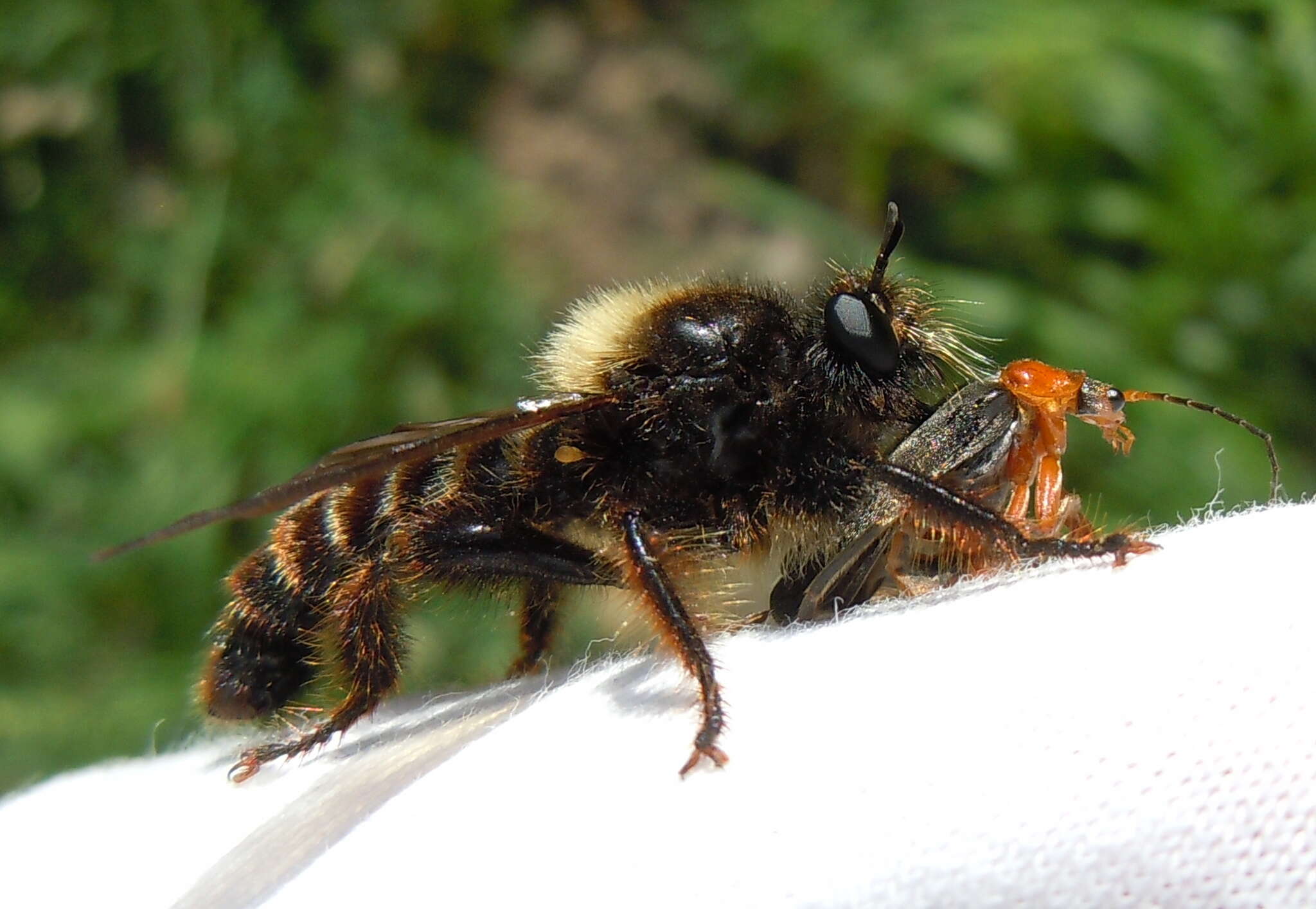 Image of Laphria ephippium (Fabricius 1781)