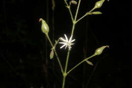 Image of Silene viridiflora L.