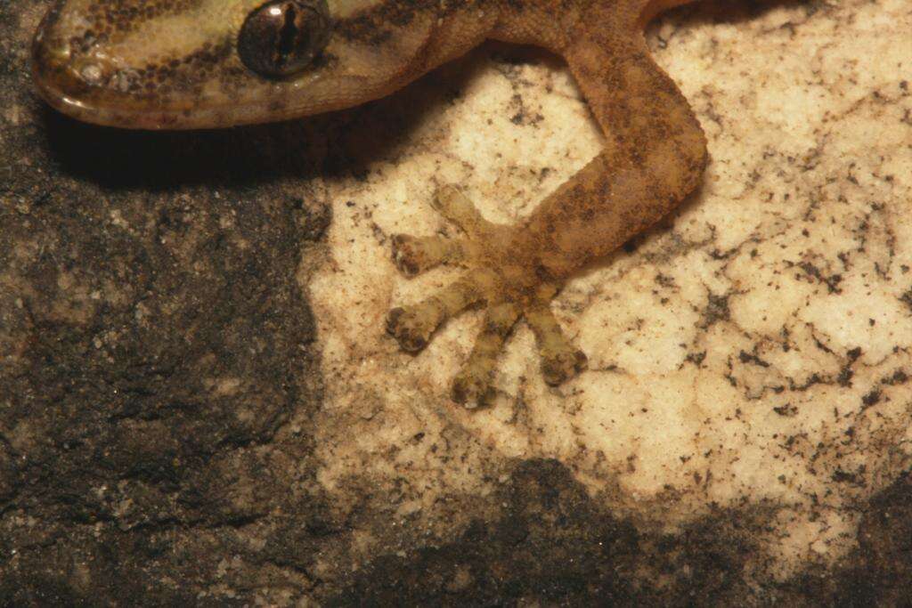 Слика од Afrogecko porphyreus (Daudin 1802)