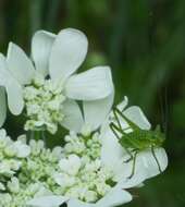 Image of striped bush-cricket