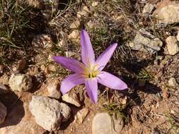 Image of Colchicum filifolium (Cambess.) Stef.