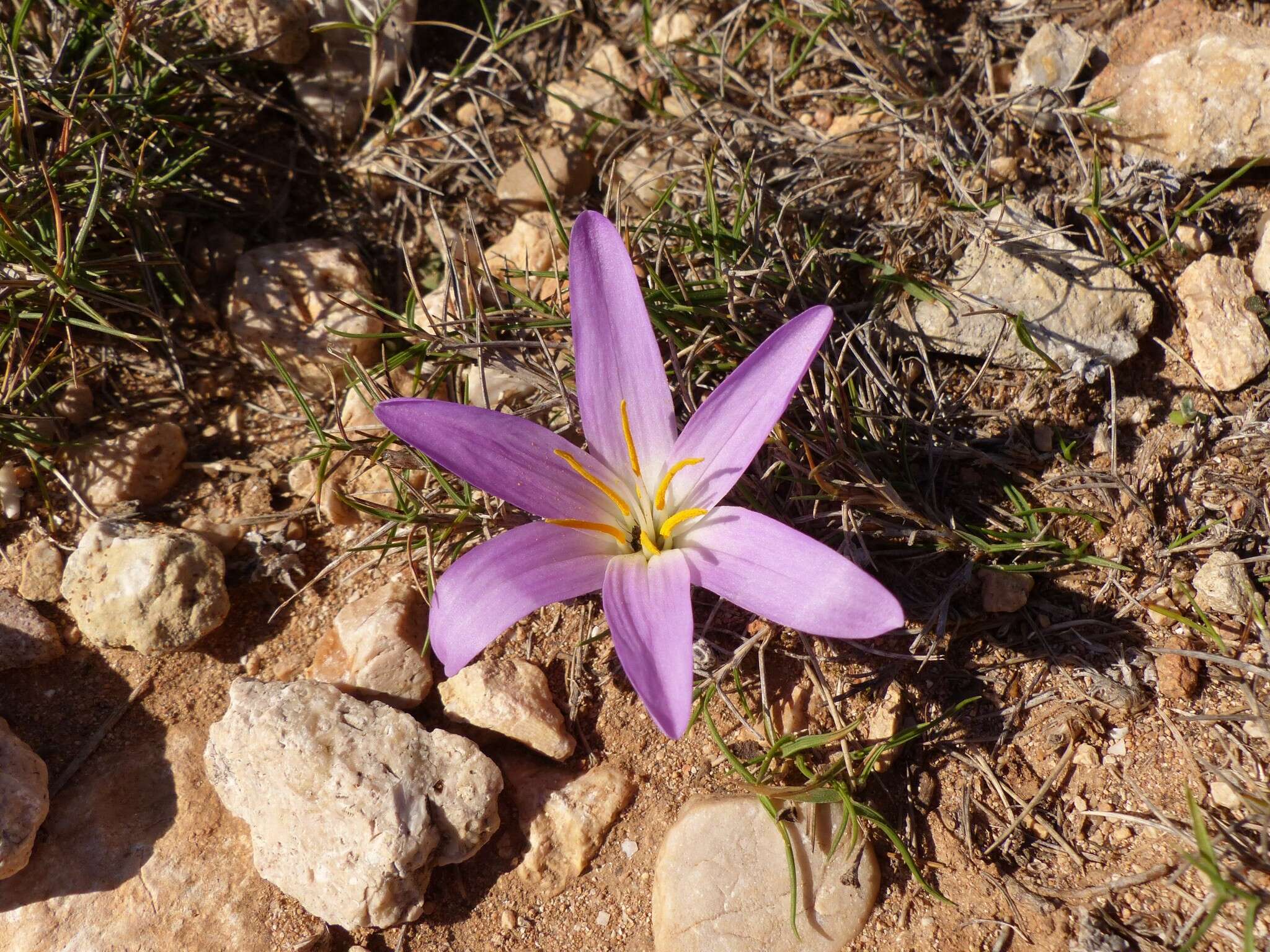 Image of Colchicum filifolium (Cambess.) Stef.