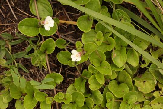 Diclis rotundifolia (Hiern) O. M. Hilliard & B. L. Burtt resmi