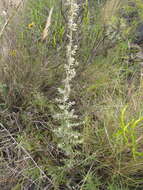 Image of Baccharis ochracea Spreng.