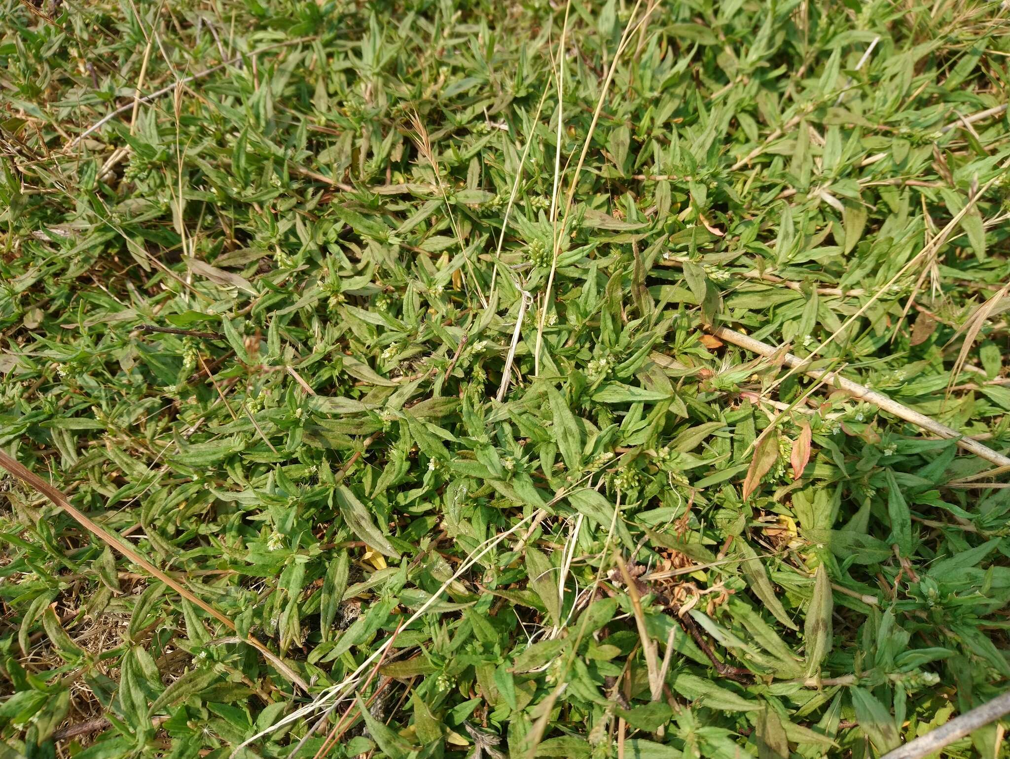 Sivun Persicaria prostrata (R. Br.) Sojak kuva