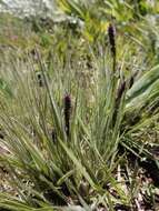 Image of Pongwa grass