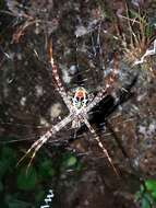 Image of Multi-coloured St Andrew's Cross Spider