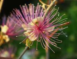 Capparis zeylanica L. resmi