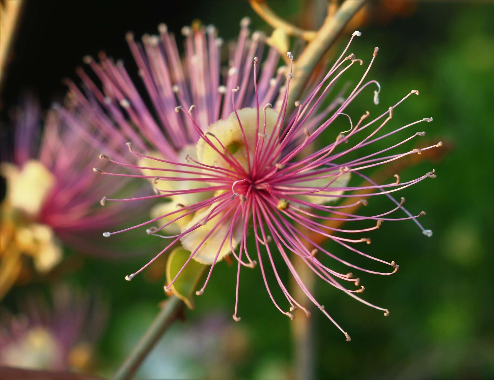 Capparis zeylanica L. resmi