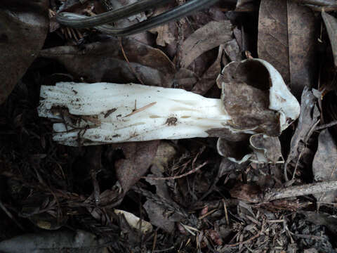 Image of Helvella maculata N. S. Weber 1975