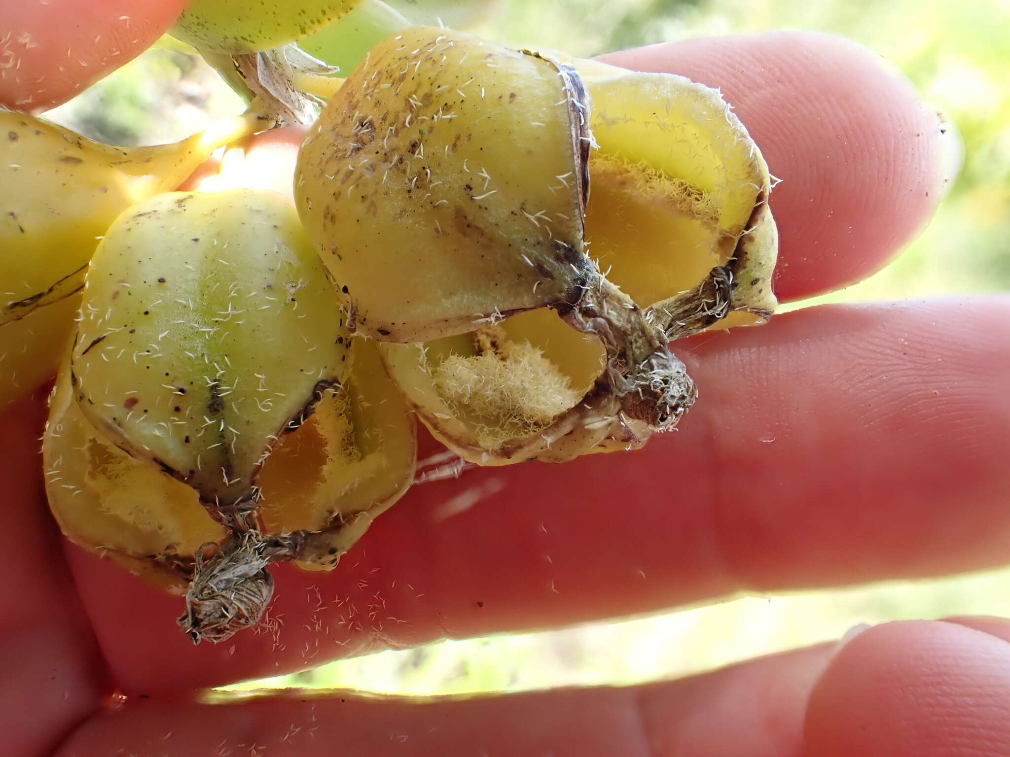 Image of Epidendrum difforme Jacq.