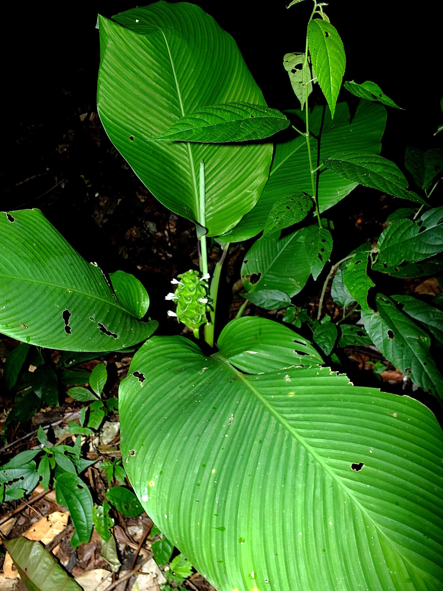 Image of Goeppertia cylindrica (Roscoe) Borchs. & S. Suárez