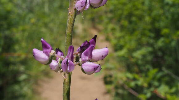 Image of broadleaf lupine