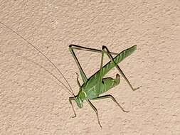 Image of Elegant Bush Katydid