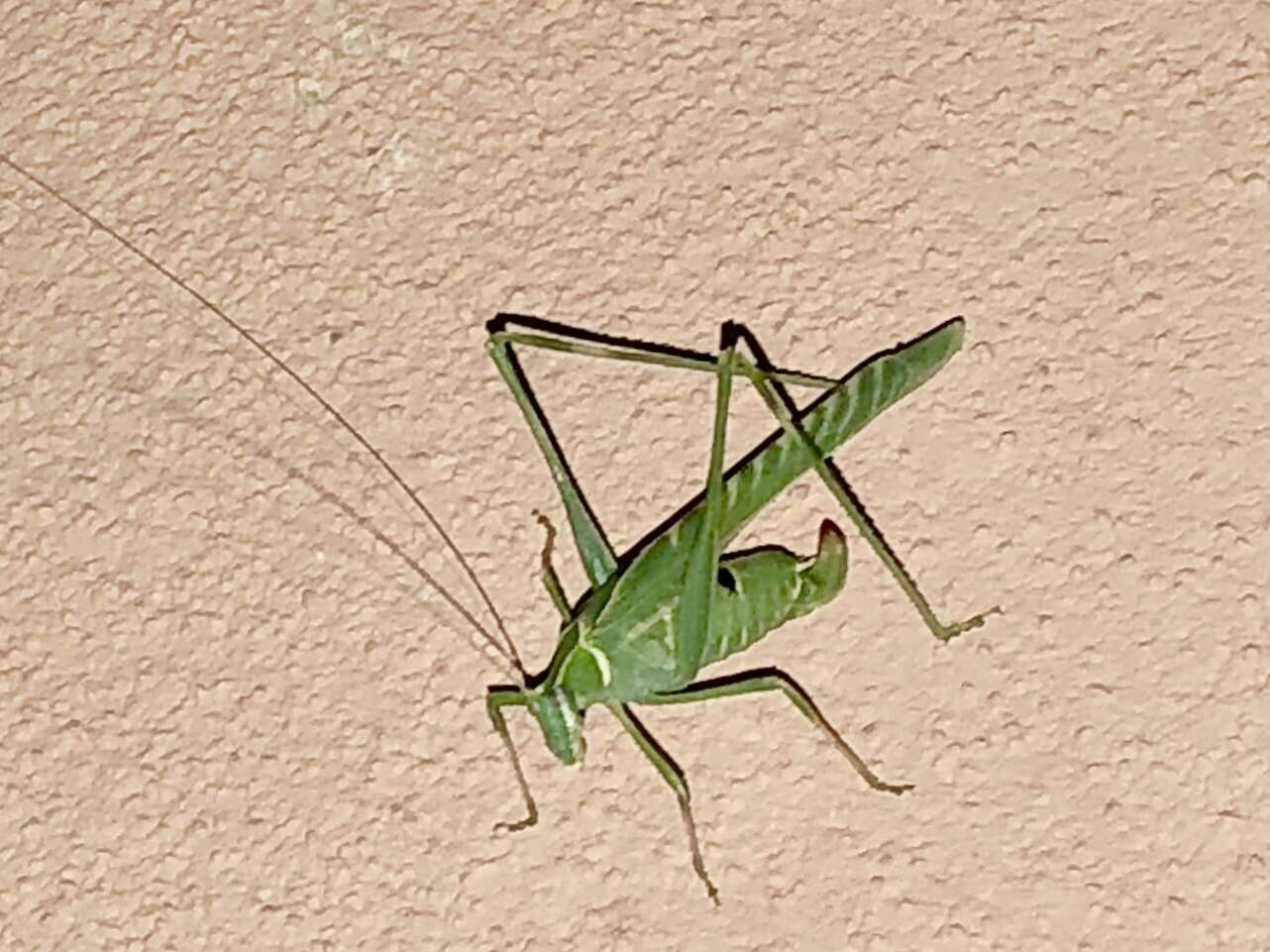 Image of Elegant Bush Katydid