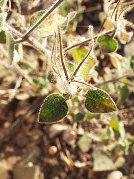 Image of Ruellia hirsutoglandulosa (Oerst.) Hemsl.