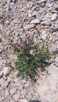 Image of Green Hound's-tongue