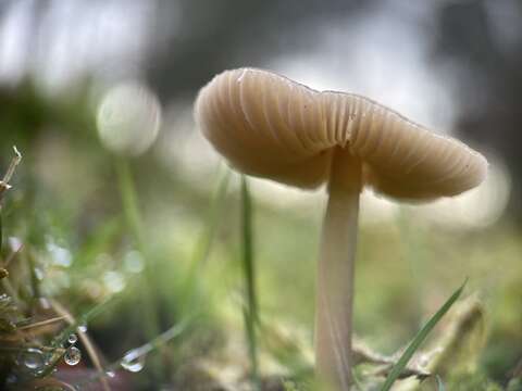 Image of Entoloma conferendum (Britzelm.) Noordel. 1980