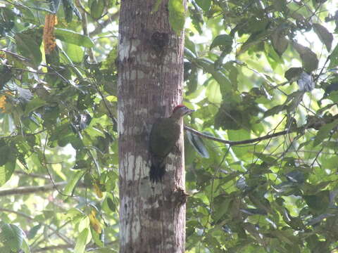 Picus vittatus Vieillot 1818 resmi