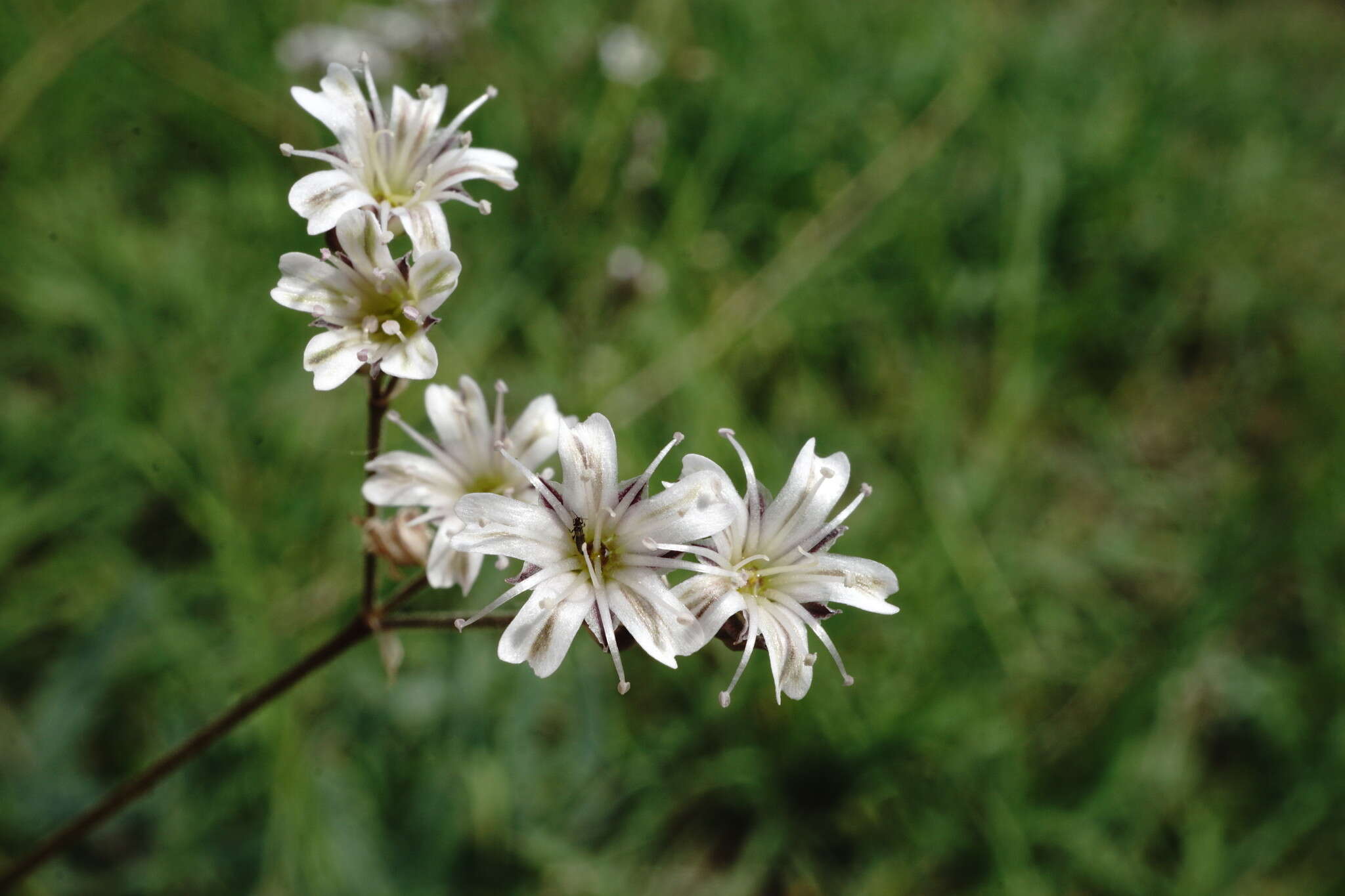 Plancia ëd Gypsophila acutifolia Fisch.