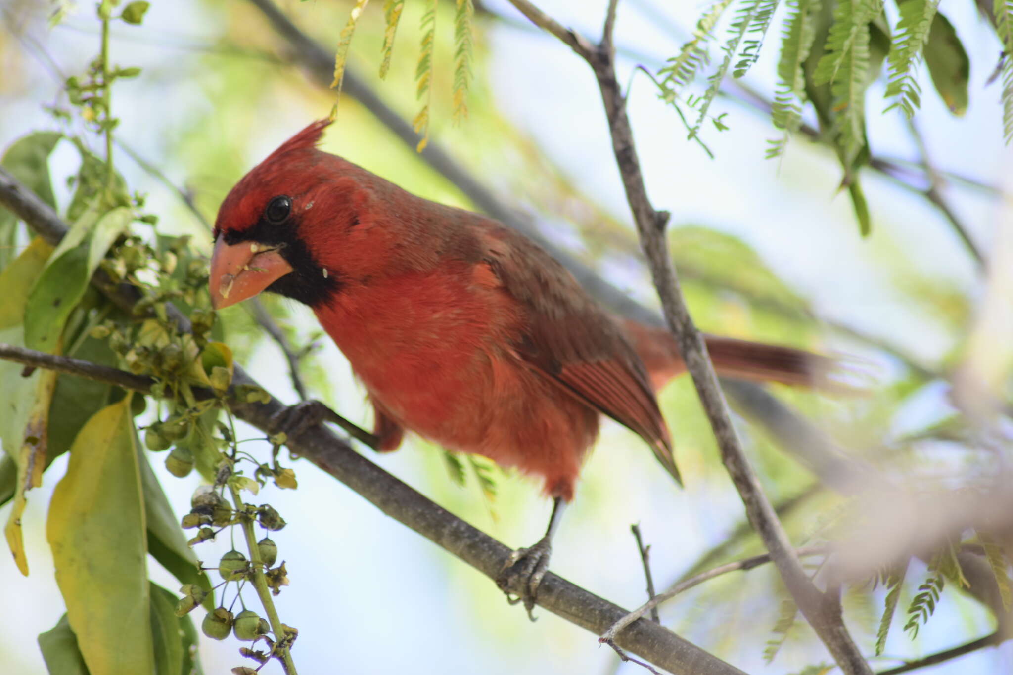 Imagem de Cardinalis cardinalis mariae Nelson 1898