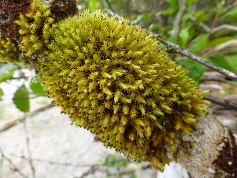 Image of <i>Plenogemma phyllantha</i>