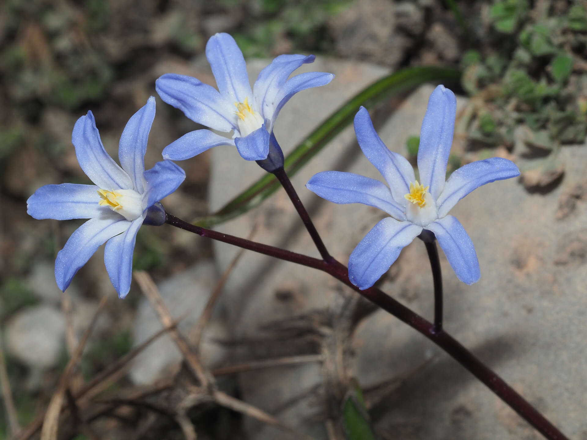 Image of Scilla nana (Schult. & Schult. fil.) Speta