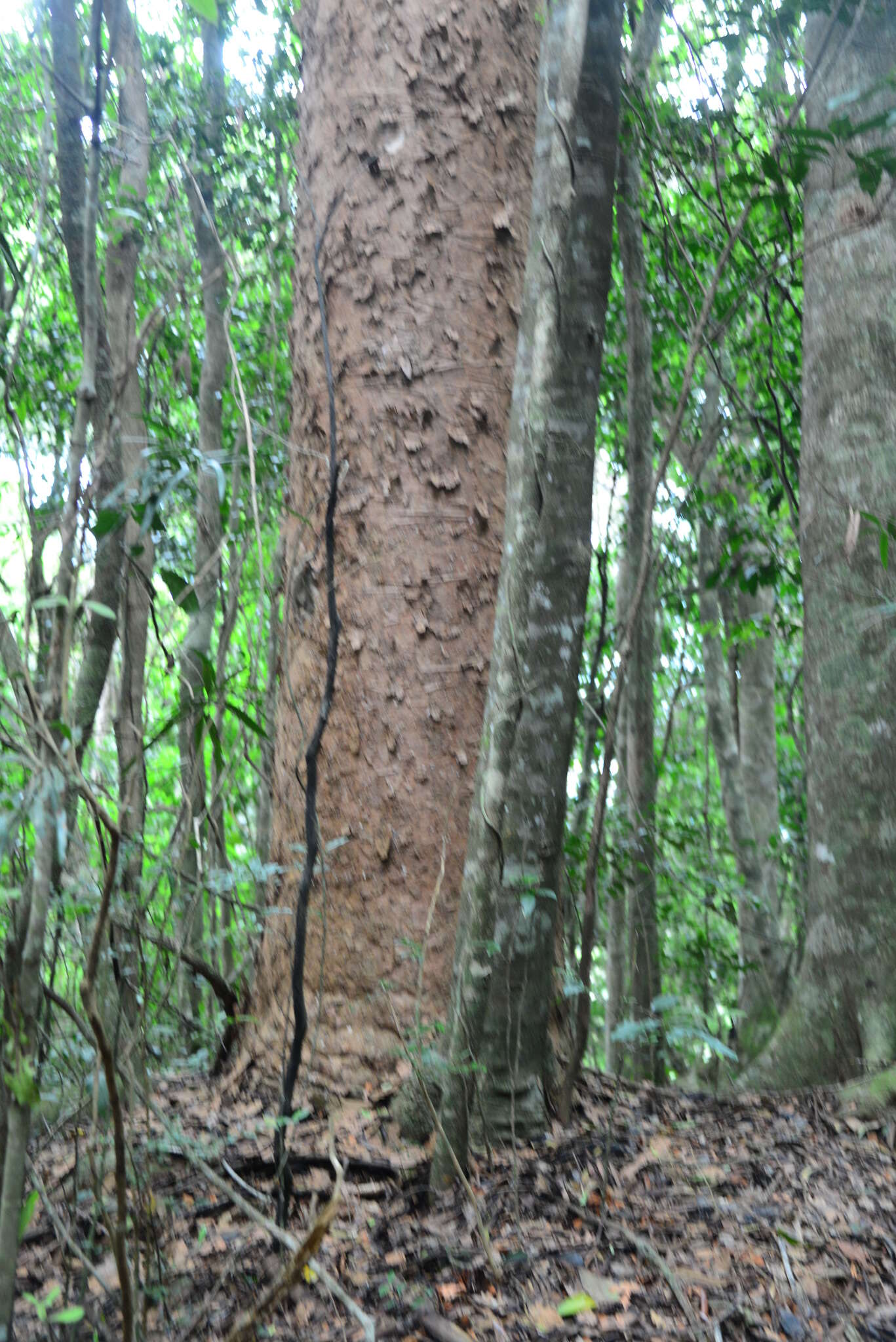 Image of Atherton Kauri Pine