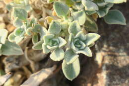 Image of Morettia parviflora Boiss.