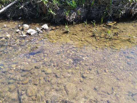 Image of river lamprey, lampern