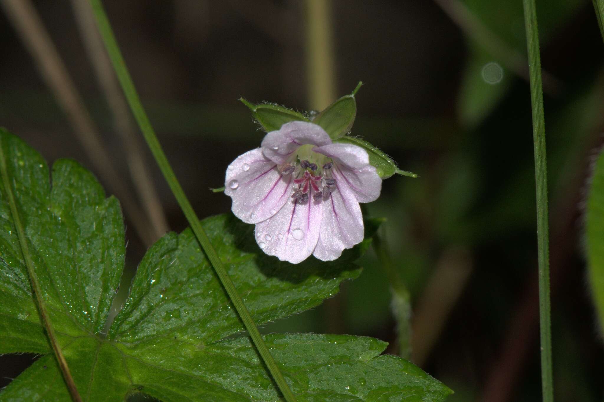 Image of Geranium nepalense Sweet