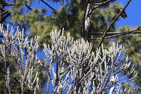 Image of Euphorbia royleana Boiss.