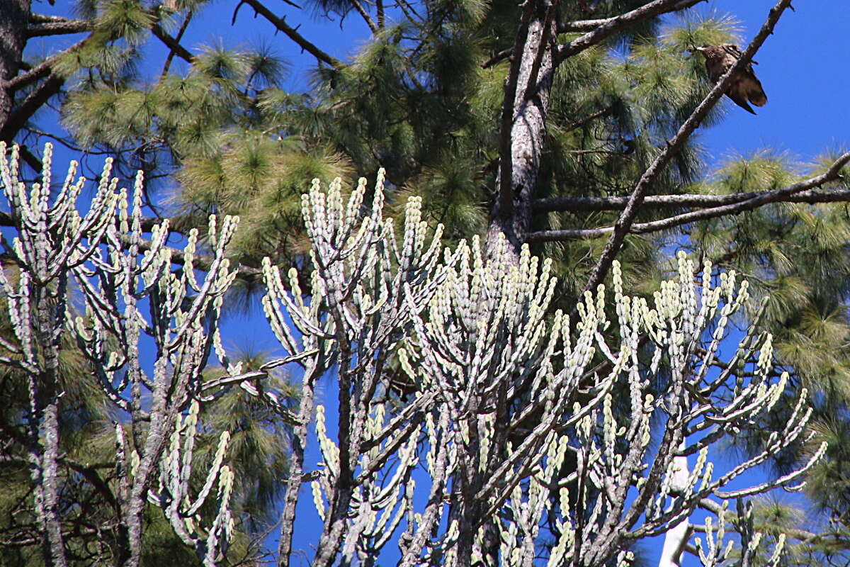 Image of Euphorbia royleana Boiss.