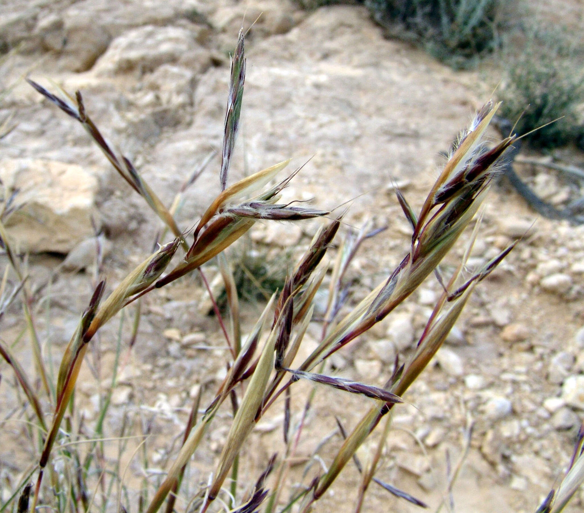 Plancia ëd Cymbopogon commutatus (Steud.) Stapf